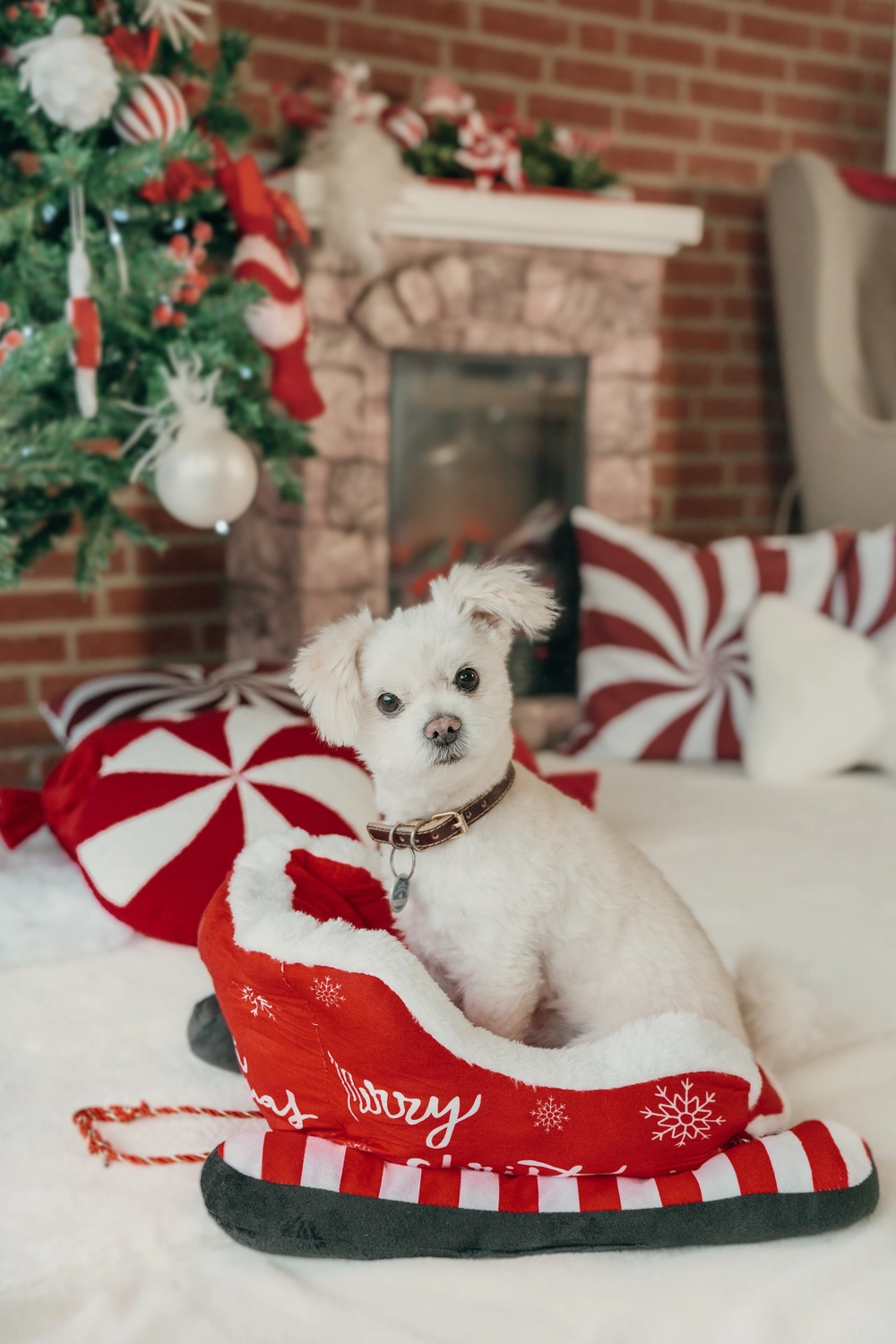 Levue Fotografie — Lutten — Tierfotografien