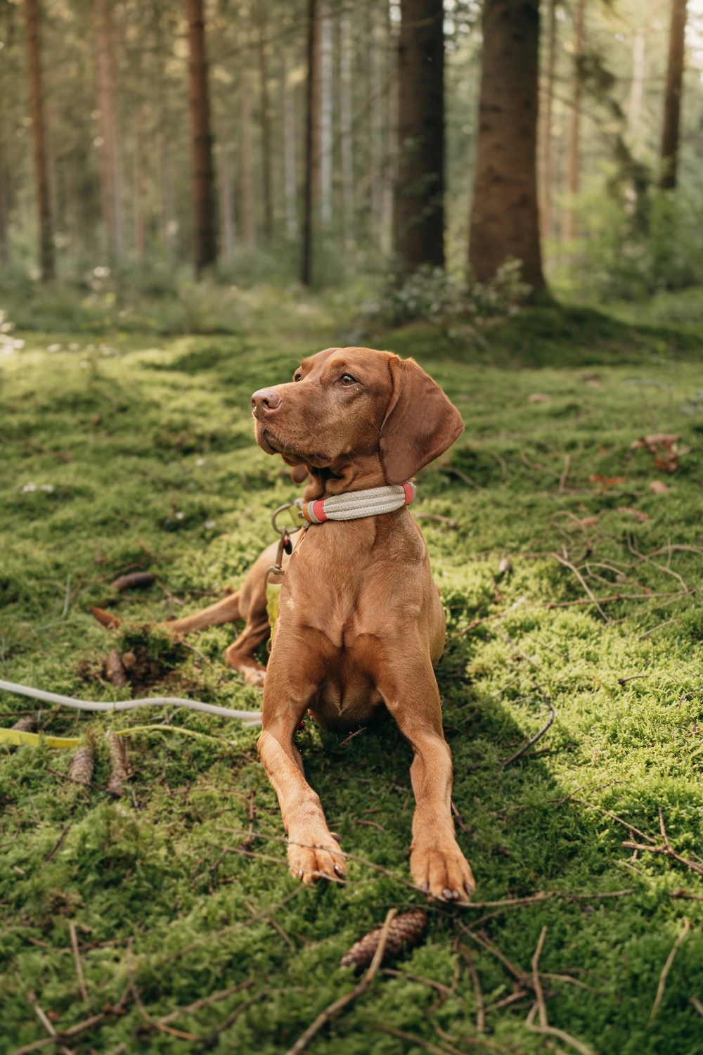 Levue Fotografie — Lutten — Tierfotografien